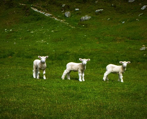 Three Little Sheep