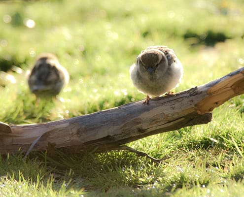 Morning Sparrows